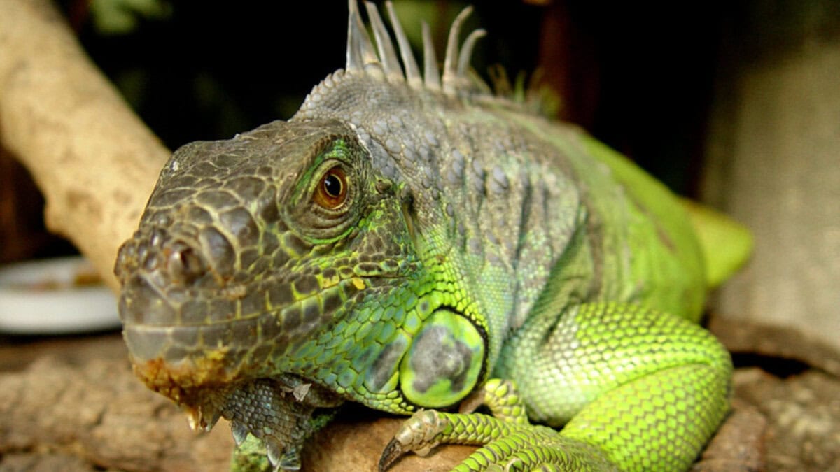 Perry’s Bridge Reptile Park – Hazyview