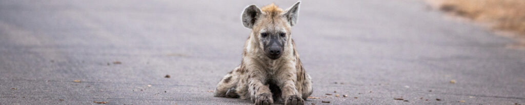 Wildlife spotting in Kruger – guided safari experience