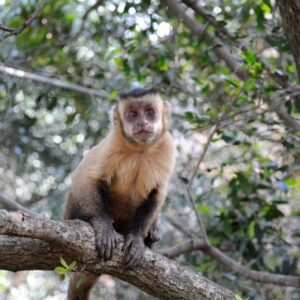 WILDLIFE