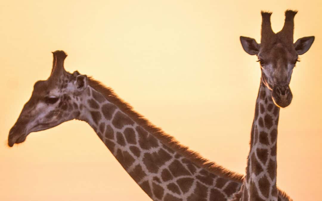 KRUGER PARK - SUNRISE SAFARI