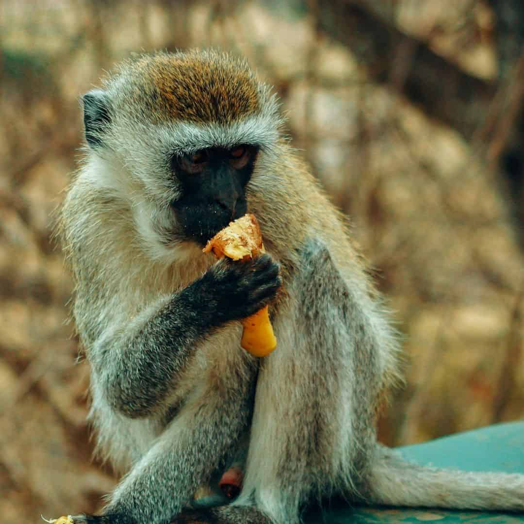Safety tips for safari and travel in South Africa