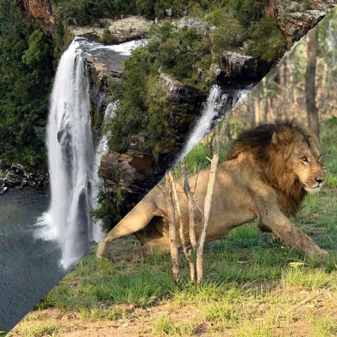 A lush waterfall cascading into a river with surrounding greenery, seamlessly blended with a majestic lion resting on the grass in the savannah.