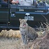 A detailed view of tourists on a safari vehicle observing a leopard in the wild, with lush greenery in the background, showcasing South Africa's rich wildlife and safari experiences.