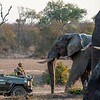 An elephant approaching a safari vehicle in the African wilderness during a wildlife tour in South Africa.