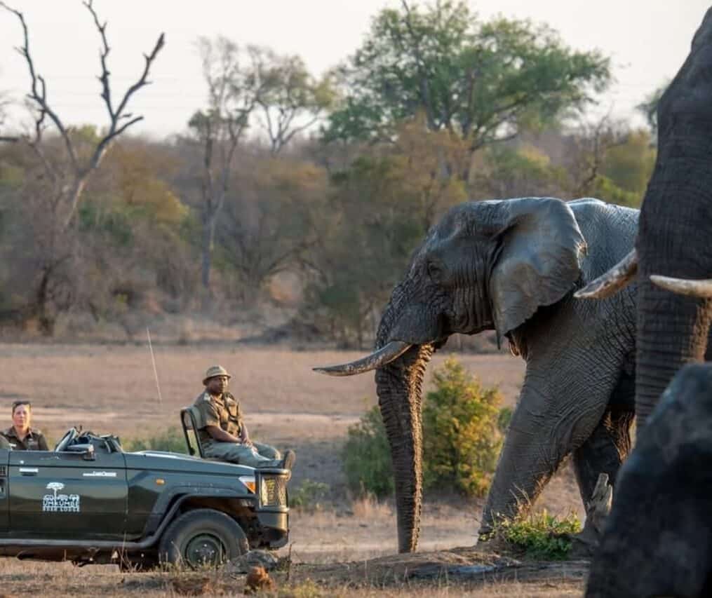An elephant approaching a safari vehicle in the African wilderness during a wildlife tour in South Africa.