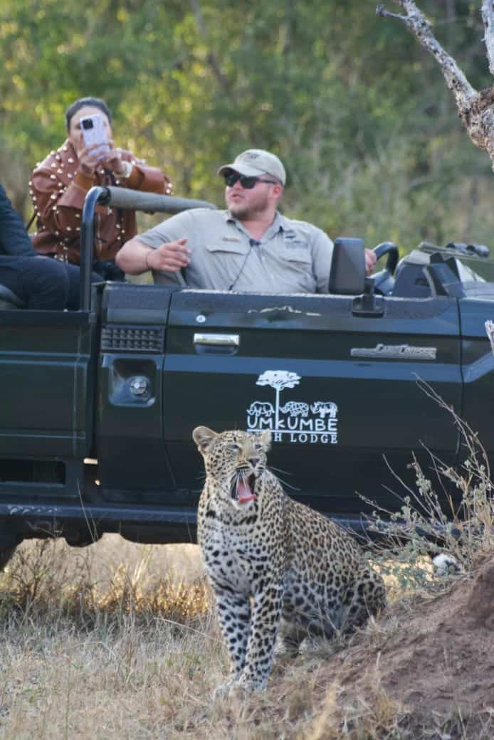 A detailed view of tourists on a safari vehicle observing a leopard in the wild, with lush greenery in the background, showcasing South Africa's rich wildlife and safari experiences.