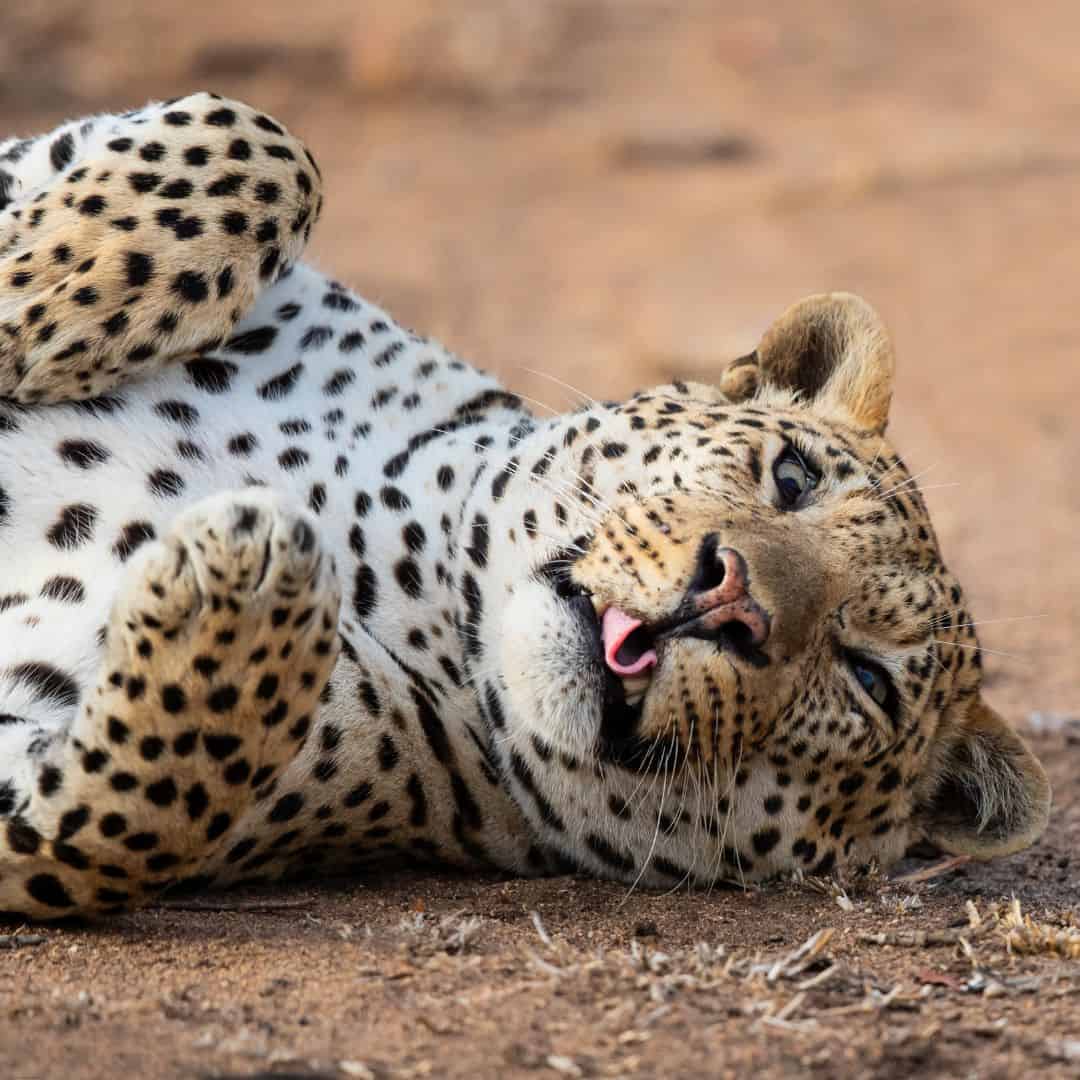 Tipping guidelines for safaris and wildlife experiences