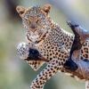 A leopard resting on a tree branch in a natural habitat, showcasing its spotted coat and intense gaze.