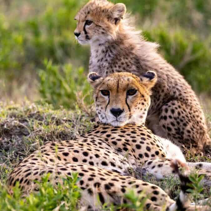 A detailed image of two cheetah cubs resting on the grass in a natural savannah setting, showcasing their distinctive spotted coats and curious expressions.
