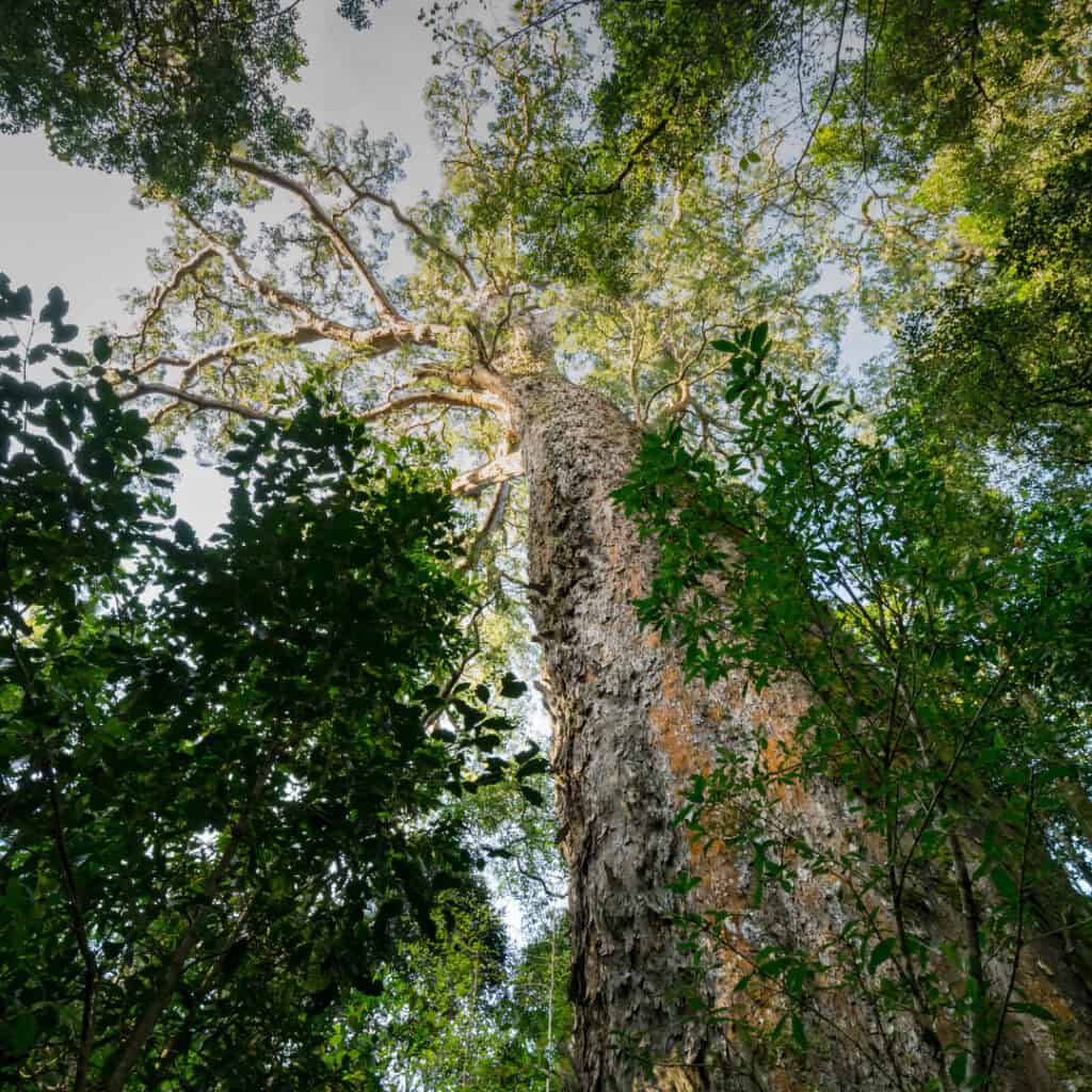 A lush green forest scene with a tall, majestic tree viewed from below, showcasing the canopy and sunlight filtering through the leaves.