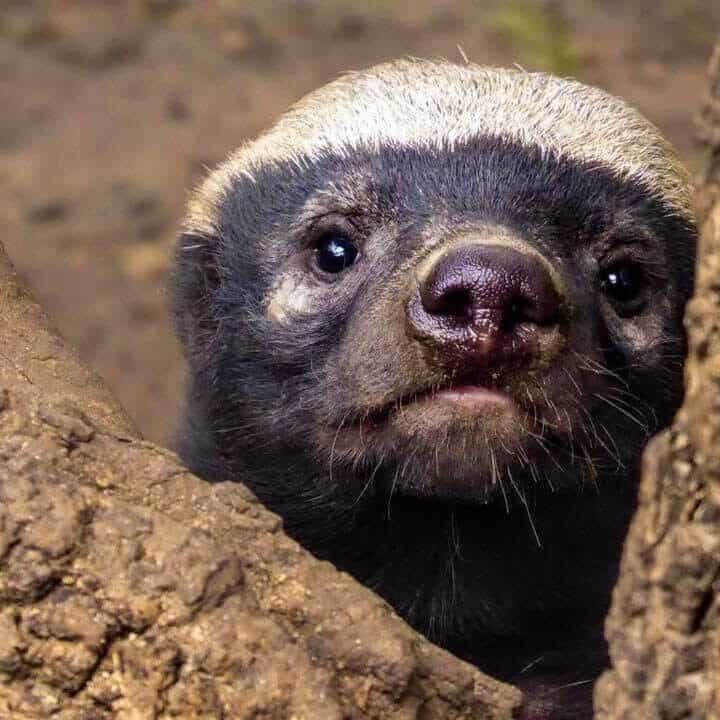 A. Cute baby otter peeking out from a burrow in the wild, showcasing its adorable face and curious eyes.