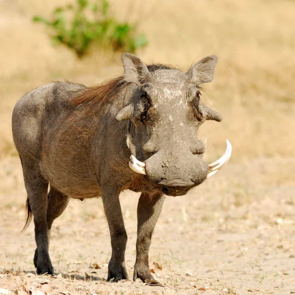 A detailed warthog standing in a dry savannah landscape with a blurred background of sparse vegetation.