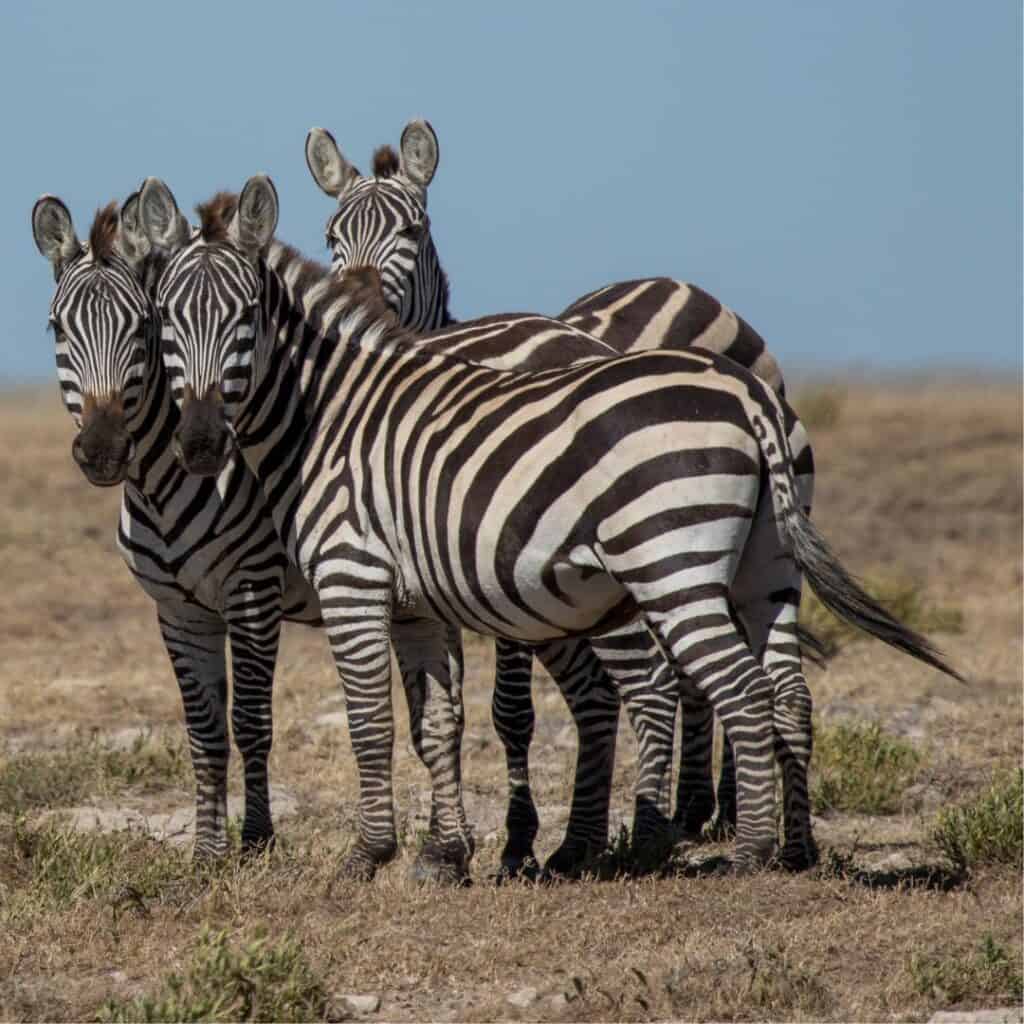 Group of zebras standing on savannah grassland in South Africa, showcasing their black and white striped coats under a clear blue sky.