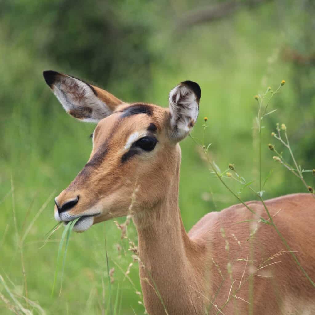 African antelope grazing in a lush green grassland, with a blurred natural background.