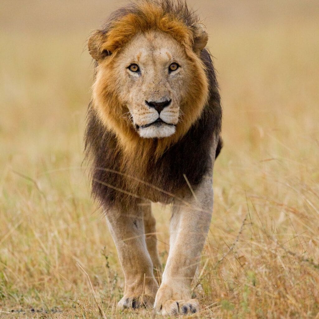 Majestic male lion walking through the grasslands in South Africa, showcasing the iconic wildlife of the region.