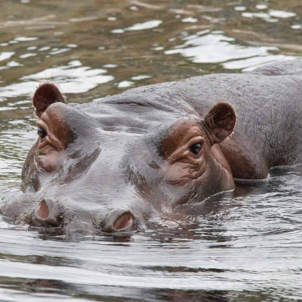 Close-up of a hippopotamus partially submerged in water, showcasing its head and eyes above the surface in a natural setting in South Africa.
