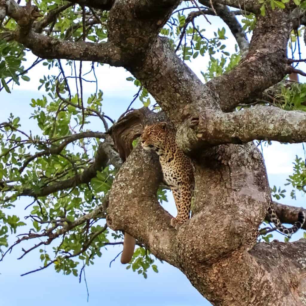 Leopard cub resting in a tree in South Africa, showcasing wildlife safari experiences.