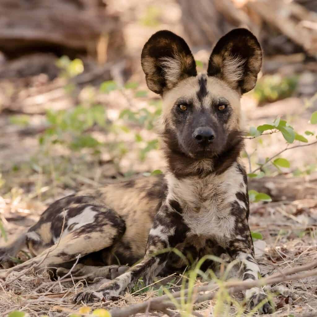 African wild dog pup resting on the forest floor with distinctive mottled coat and alert ears, in natural habitat, South Africa wildlife scene.