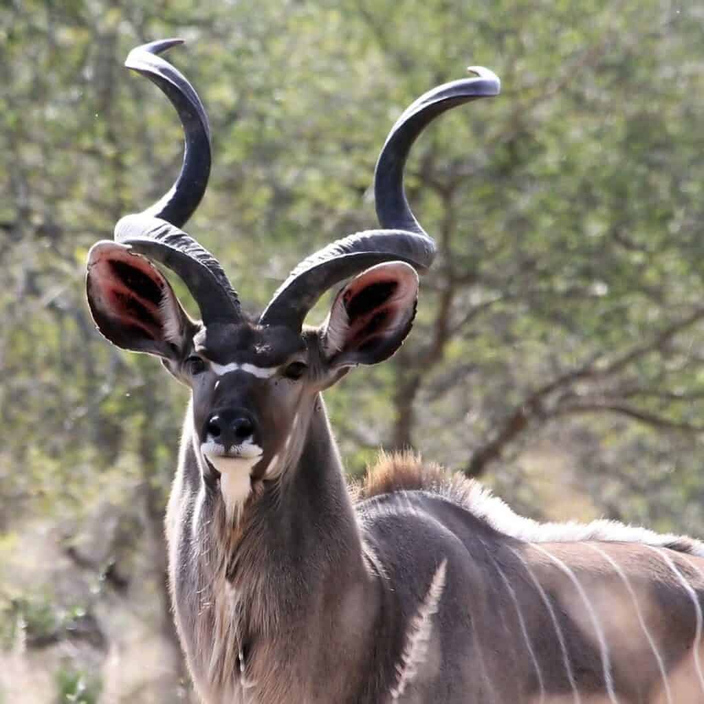 African antelope with twisted horns in natural habitat, South Africa wildlife scene.