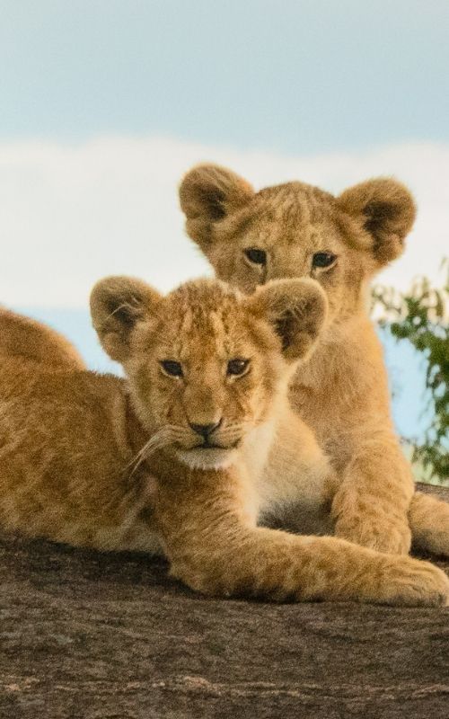 Kruger Park safari lion