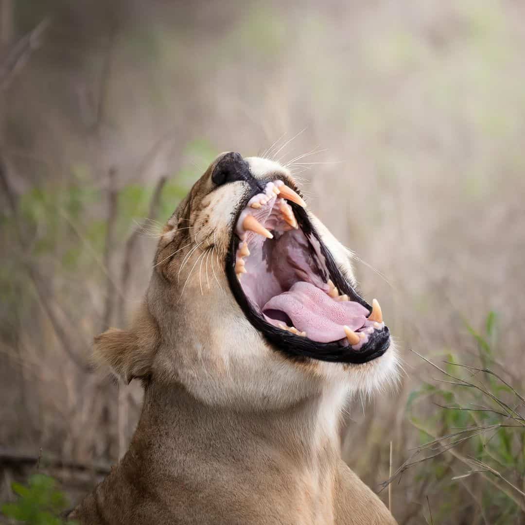 Kruger August safari special