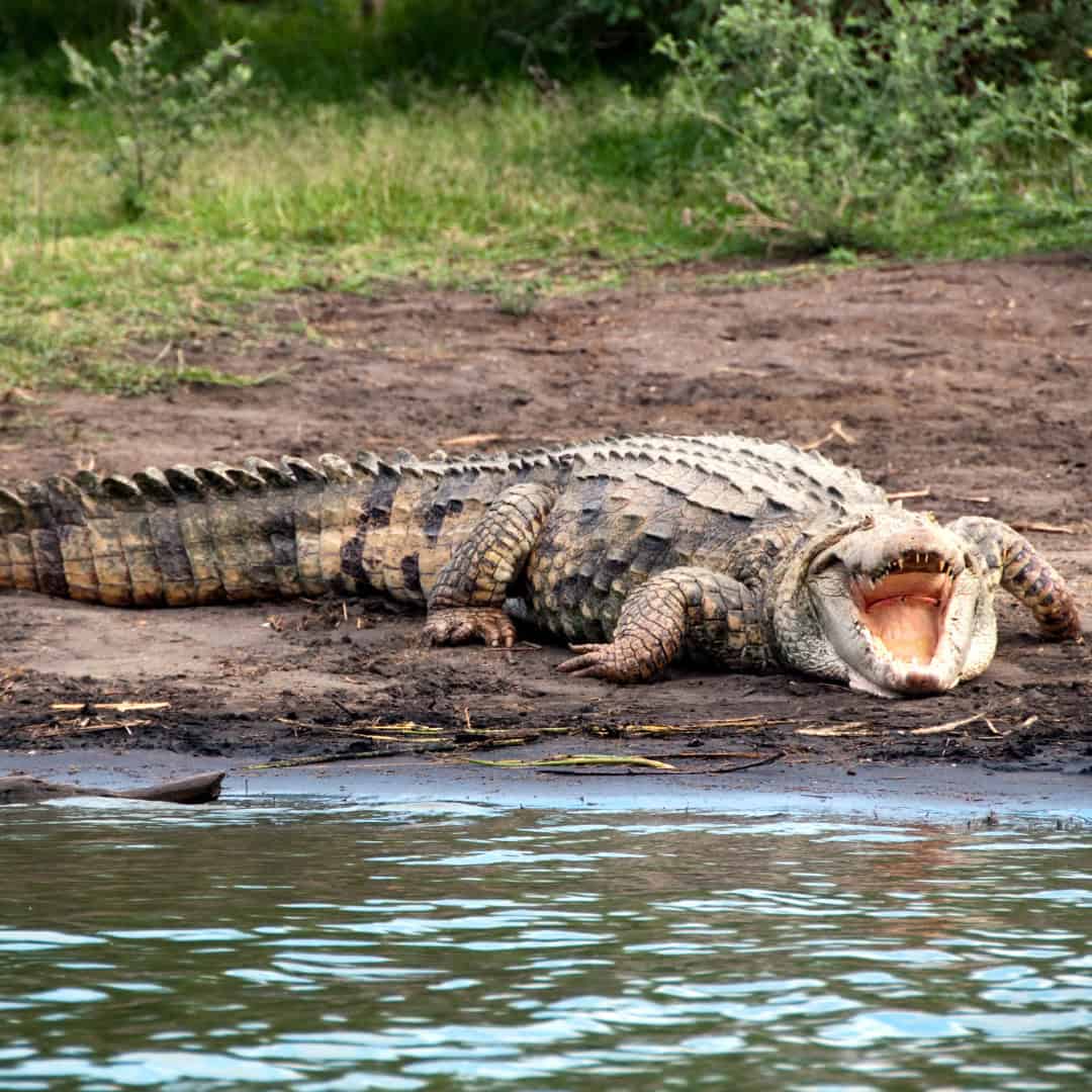 October Kruger Safari and Crocodile Tour special