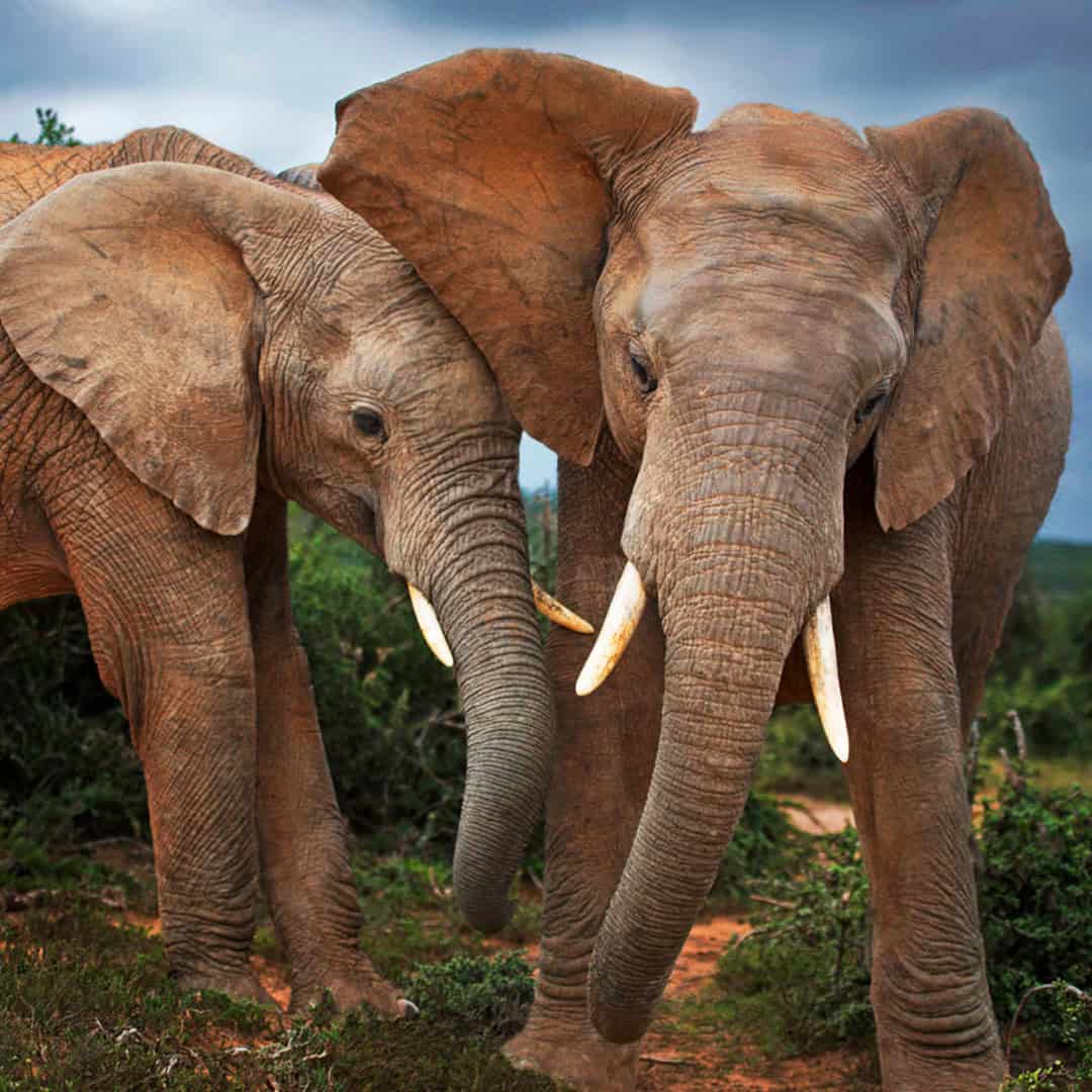 November Pensioner Kruger Game Drive discount