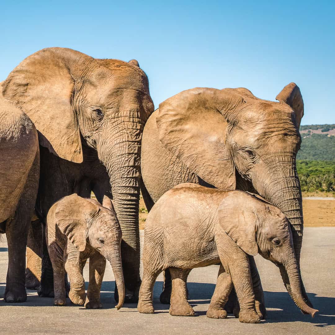 December Children Go Free Kruger Park Safari special