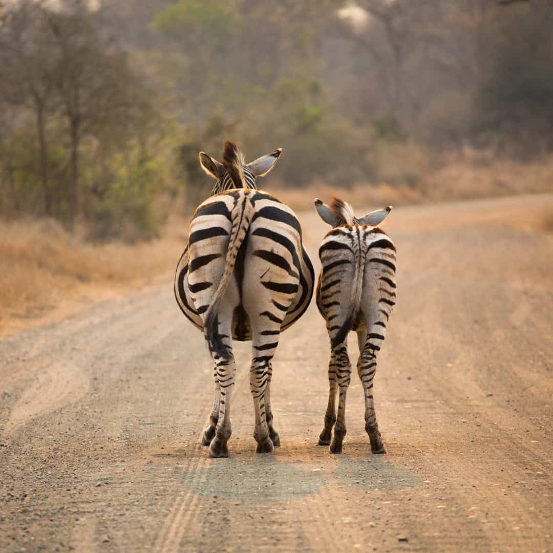 January More Friends More Safari Kruger special