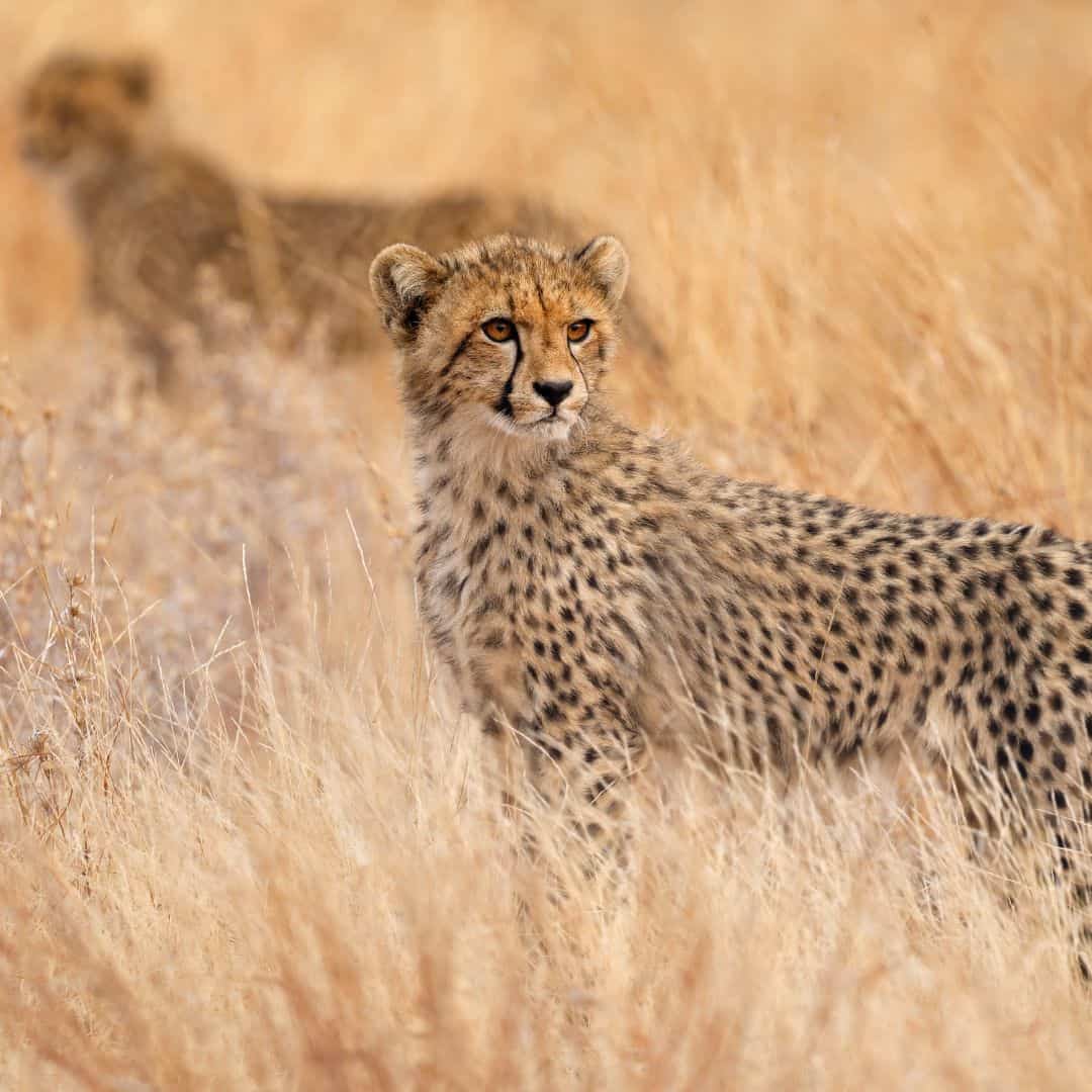 Local is Lekker September Kruger Game Drive special