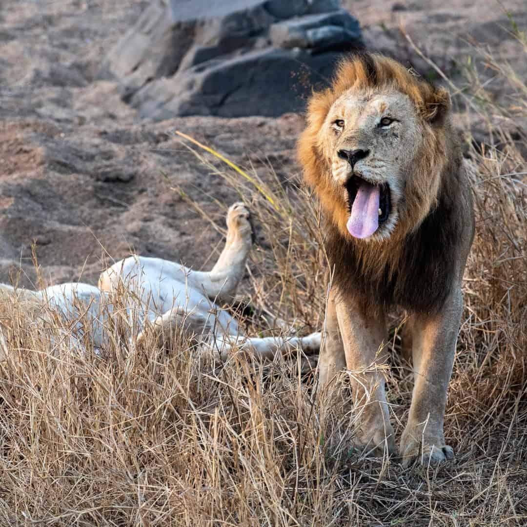 January Pensioner Kruger Game Drive special