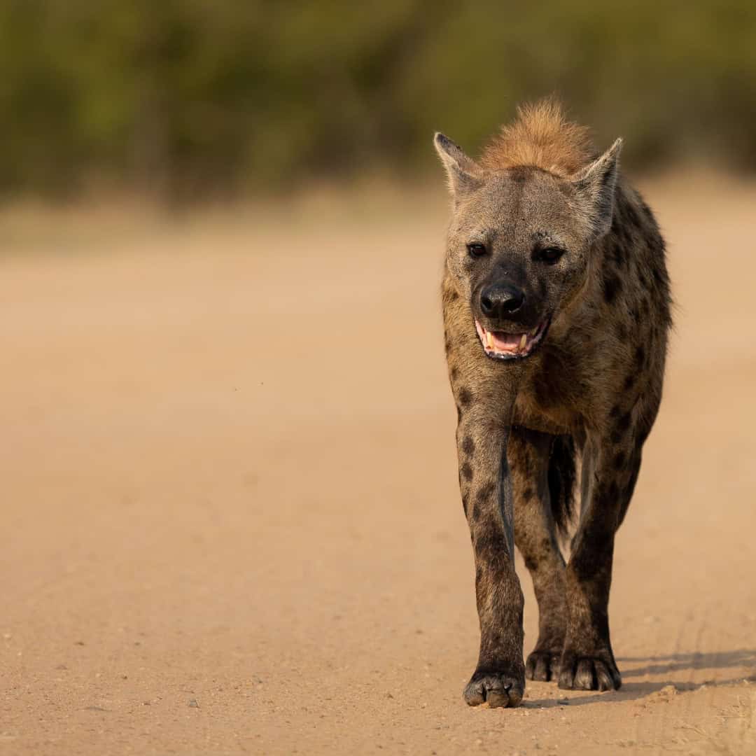 December Afternoon Kruger National Park Game Drive special
