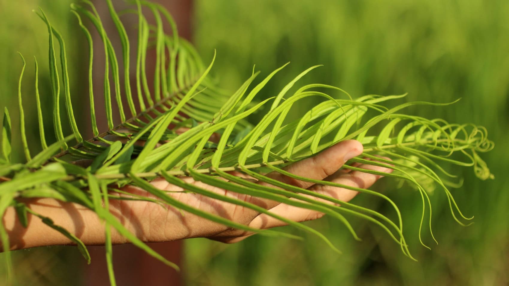 shutterstock_1368274367