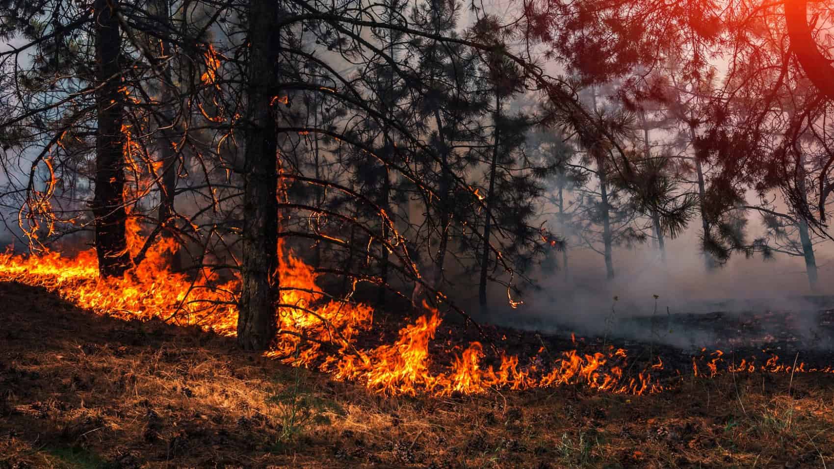 fire. wildfire, burning pine forest in the smoke and flames.