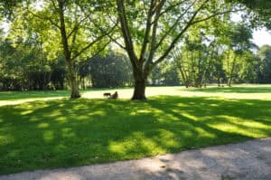 1. Weiches Sonnenlicht durchdringt grüne Bäume in Parklandschaft, ideal für Erholung.