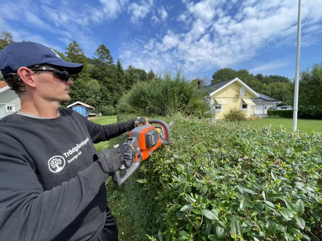 Beskärning ligusterhäck