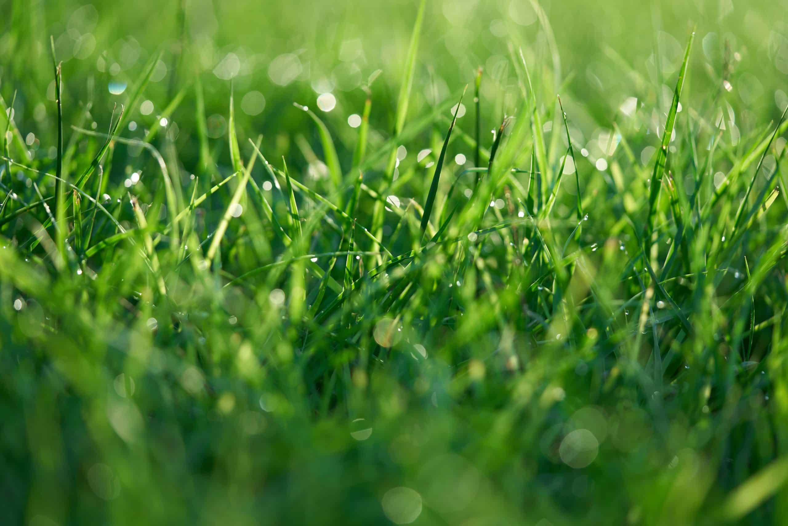 Navigating the Transitional Zone: Grasses That Thrive and Their Pros and Cons