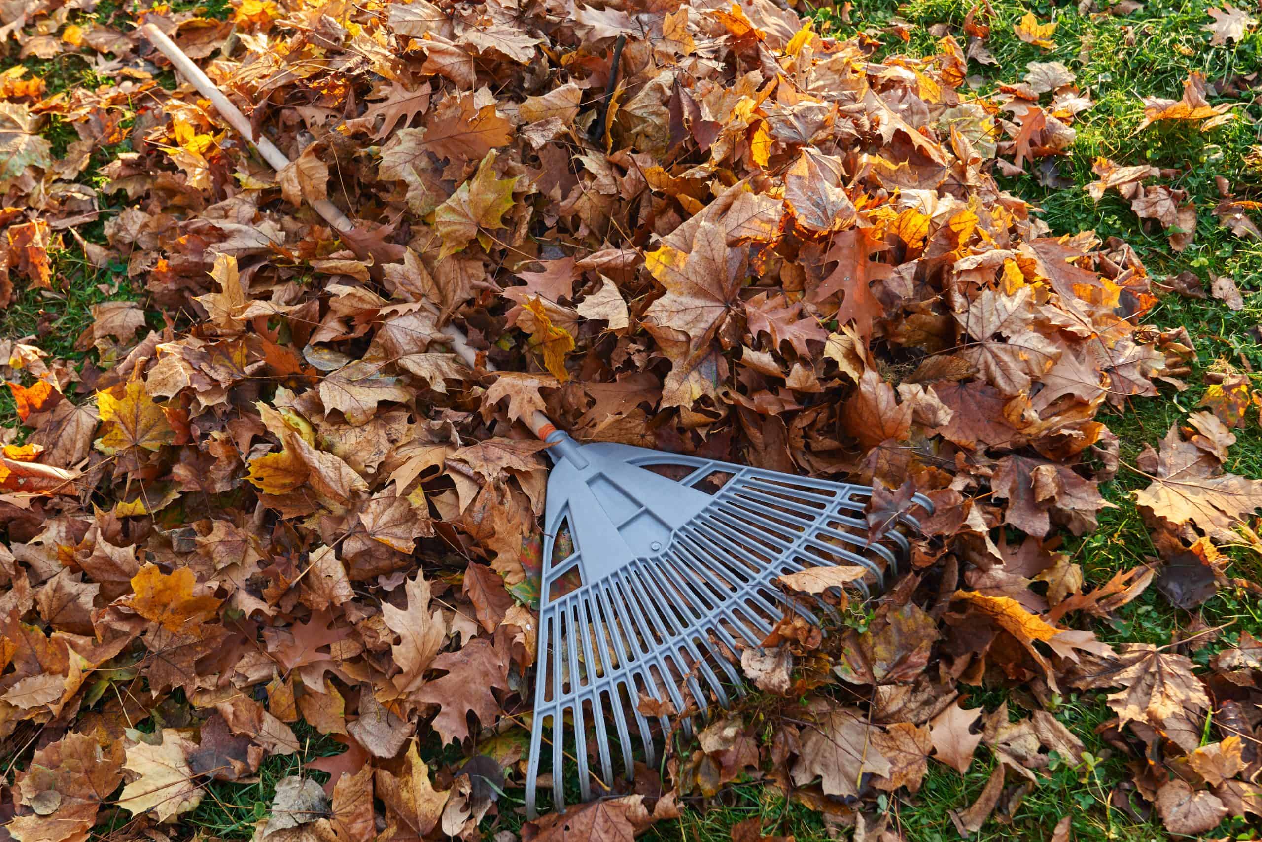 Your Complete Fall Lawn Care Guide for Southwest Indiana