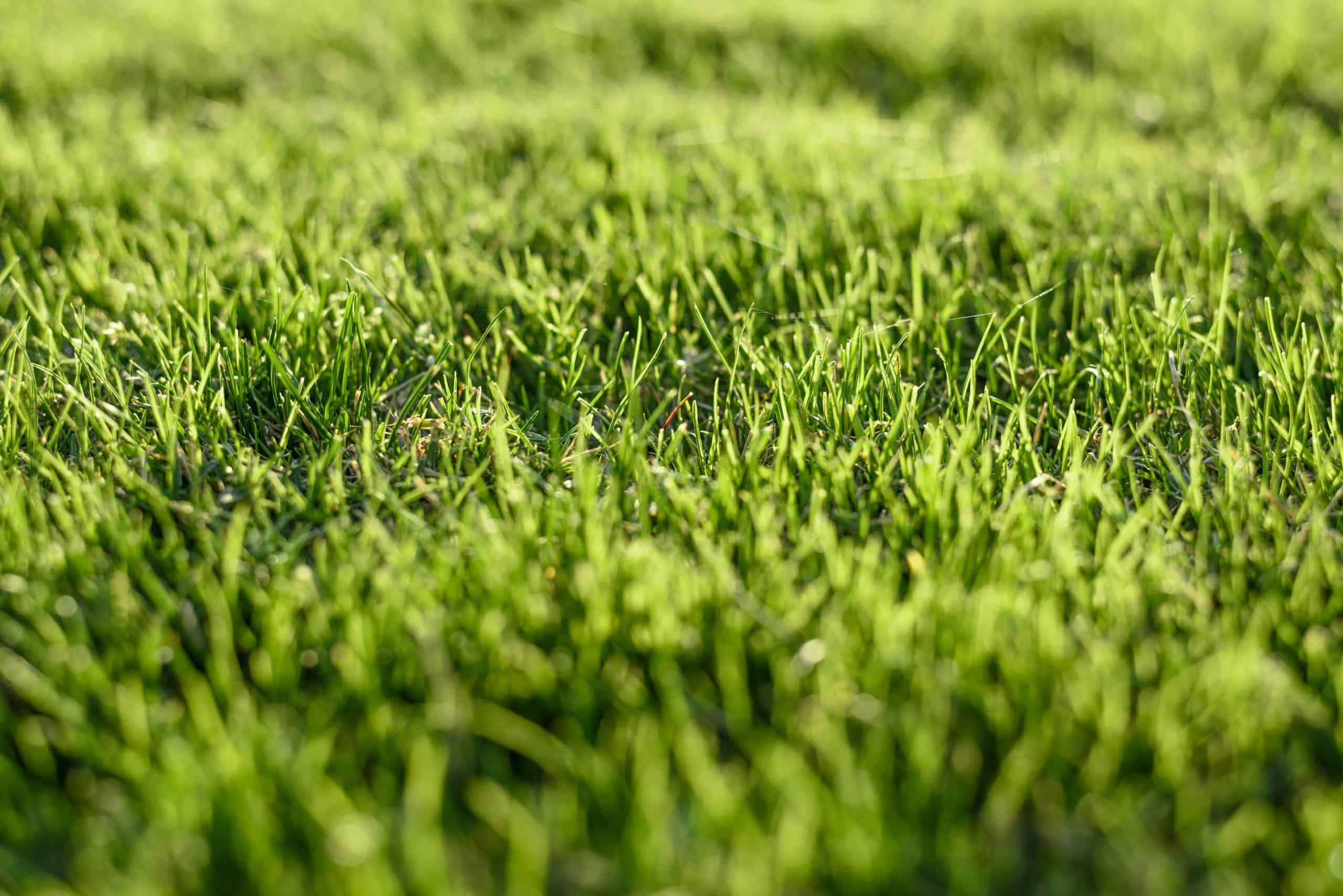 Your Complete Spring Lawn Care Guide for Southwest Indiana