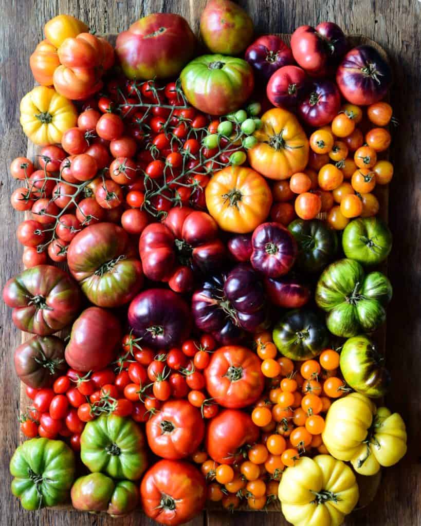 A very colourful display of a variety of heirloom tomatoes.