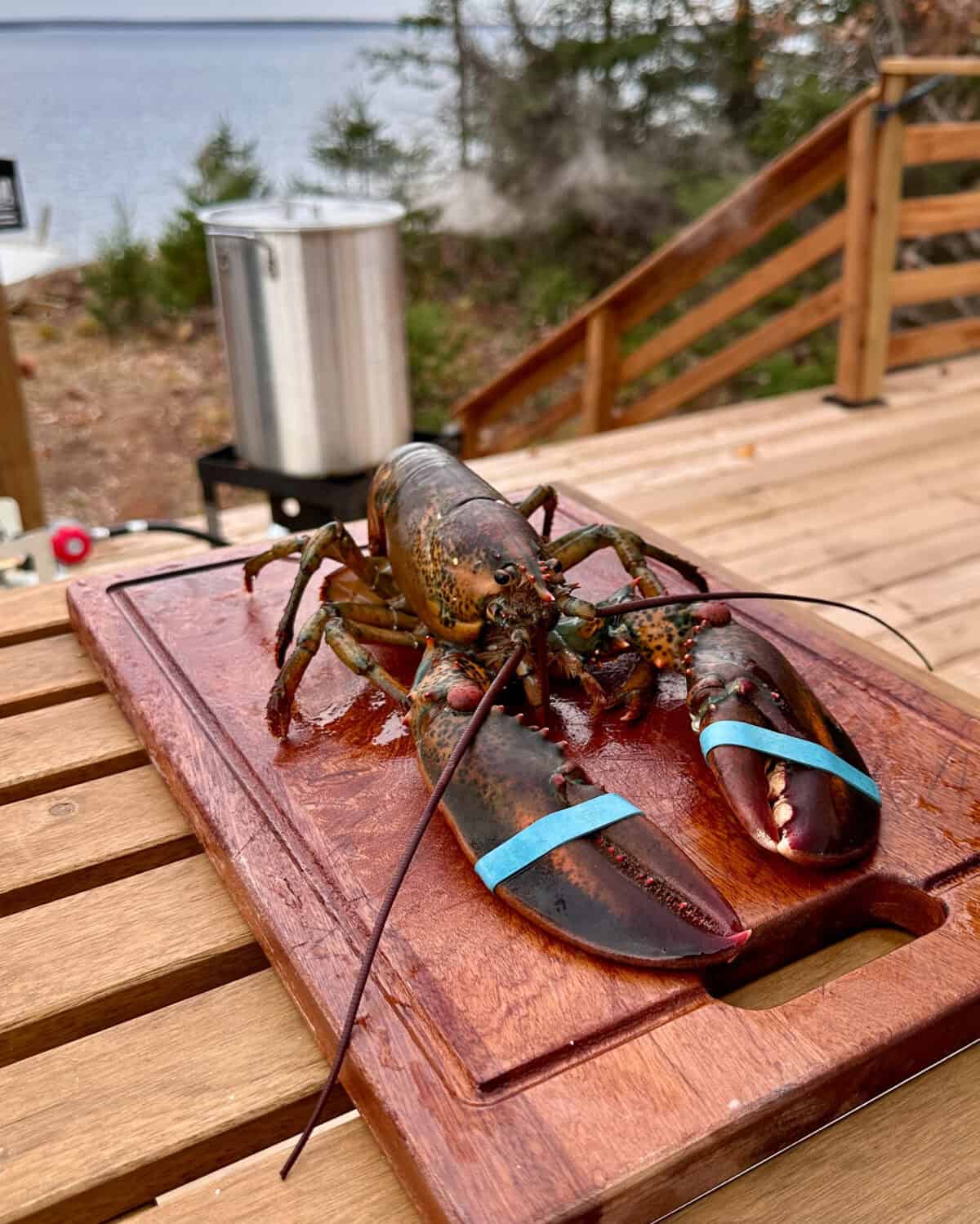 A live lobster on a cutting board with elastics on its claws.