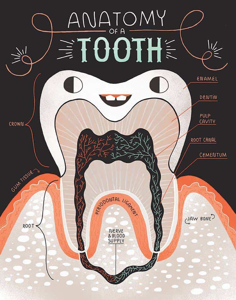 Schema anatomico del dente con dettagli su smalto, dentina, polpa e radice per chirurgia orale avanzata