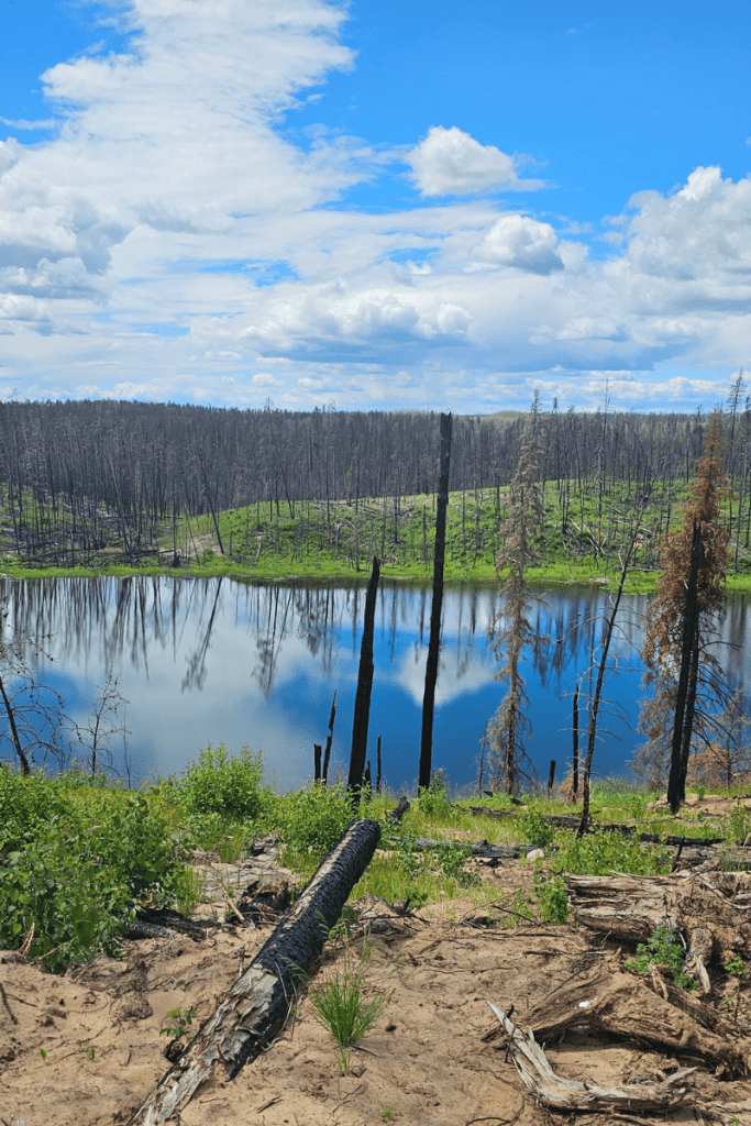 Serene lake surrounded by burnt trees and lush green grass under a blue sky.