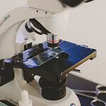 Les cheveux au microscope