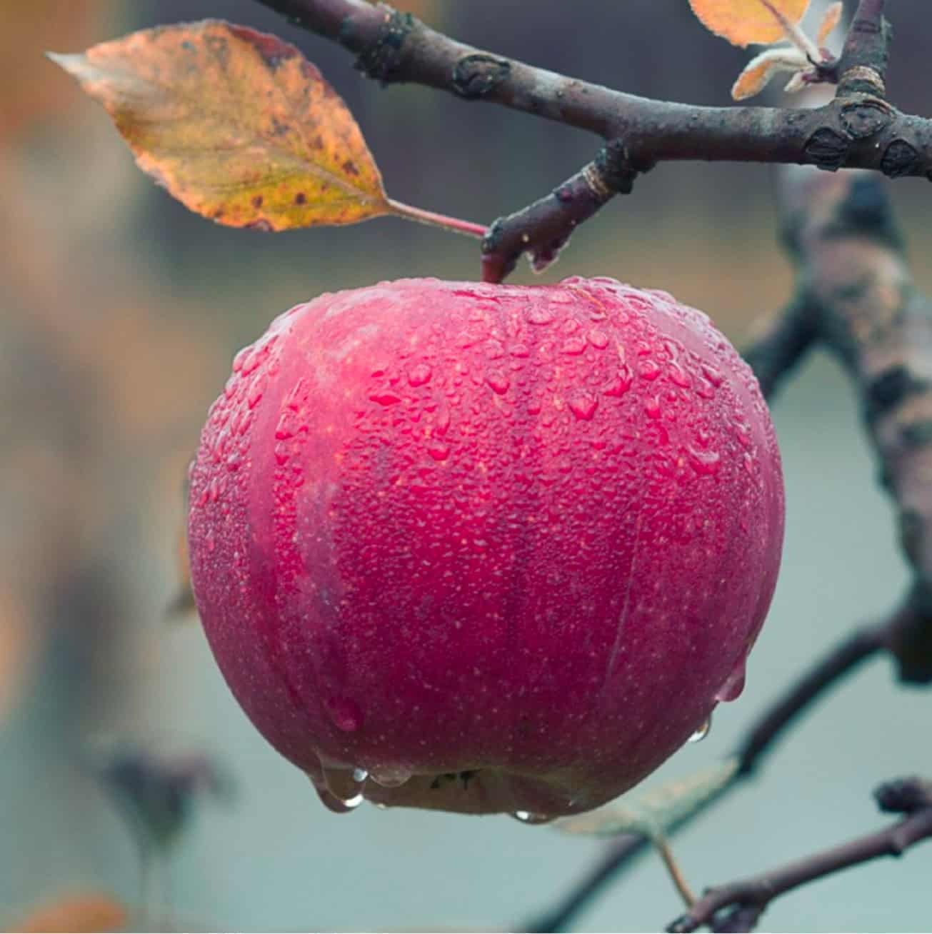 Rødt æble med regndråber på gren i naturrigt bofællesskab.