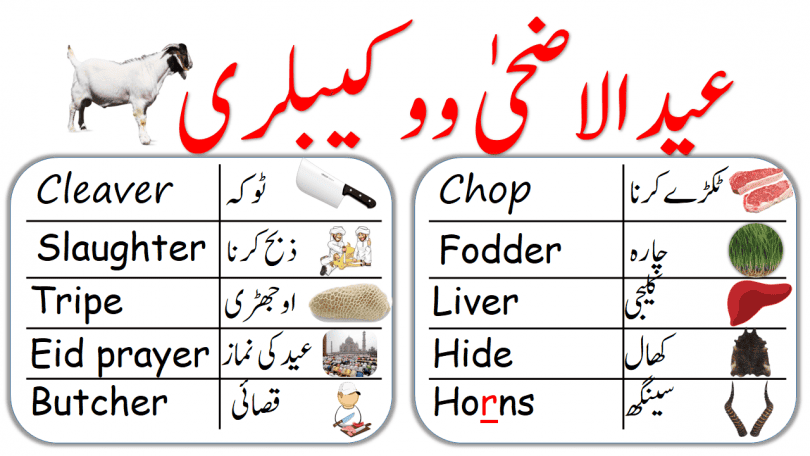 Eid ul Adha vocabulary words in English and Urdu, English vocabulary about eid al adha with Urdu meanings, Eid vocabulary in Urdu, Eid vocabulary in Hindi, Eid vocabulary, English to Urdu vocabulary, Eid Words, Eid vocabulary