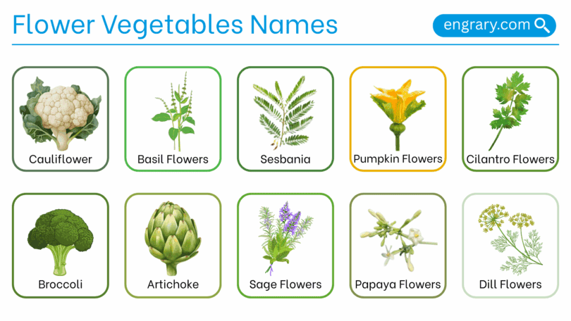 Green vegetables names with pictures in English
