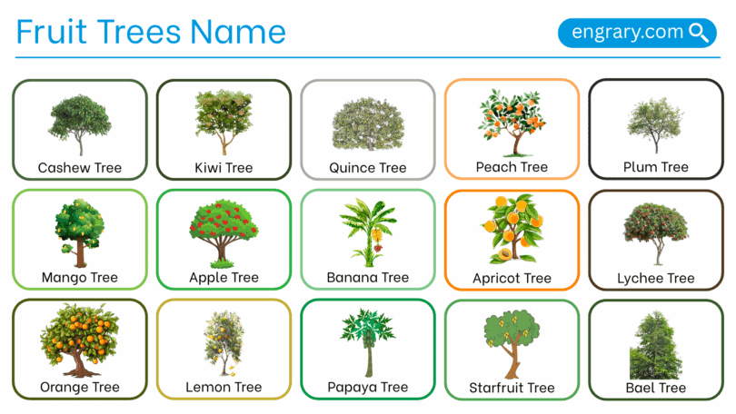 Fruit tree names with pictures in English
