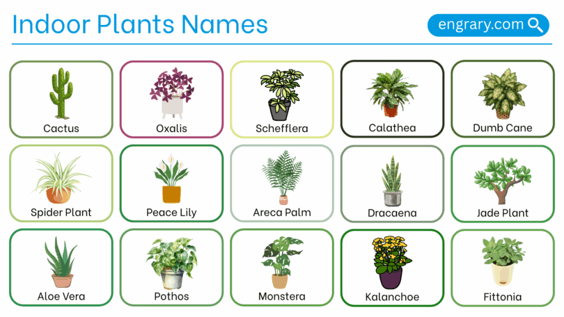 Indoor plants names with pictures in English