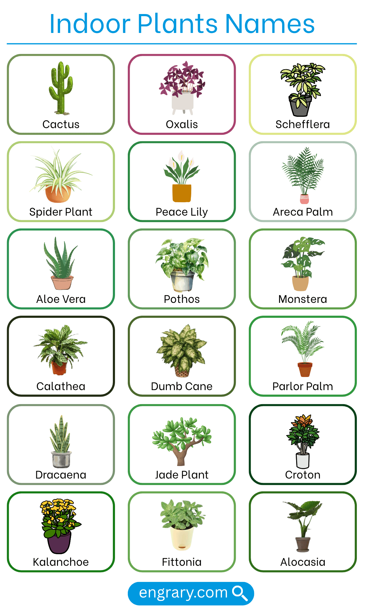 List of indoor plants names with pictures